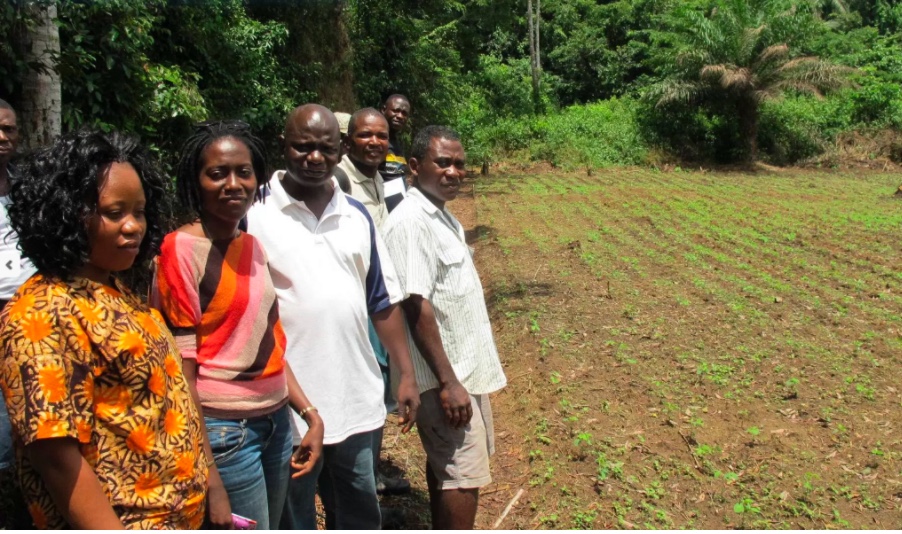 Cadre technique de la situation de la sécurité alimentaire en Sierra Leone